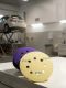 EVT ШЛИФОВАЛЬНЫЙ КРУГ PURPLE CERAMIC БУМАЖНАЯ ОСНОВА 125 ММ